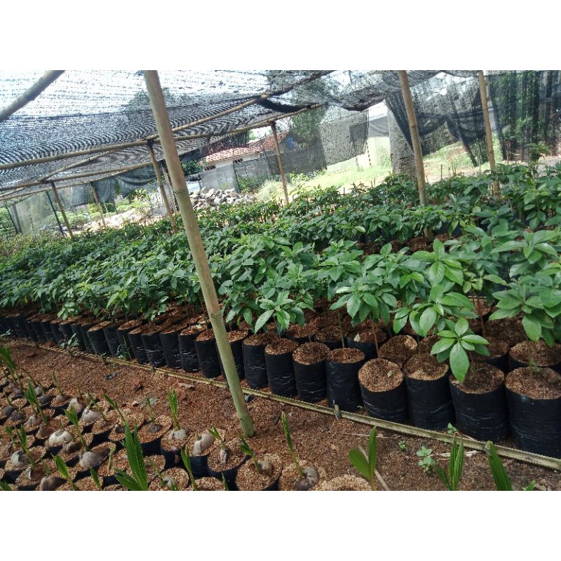 

alpukat 20cm