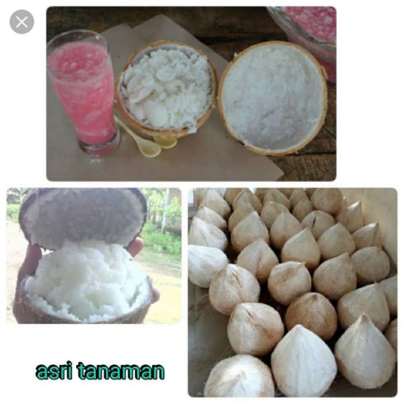 

BIBITTT KELAPAA