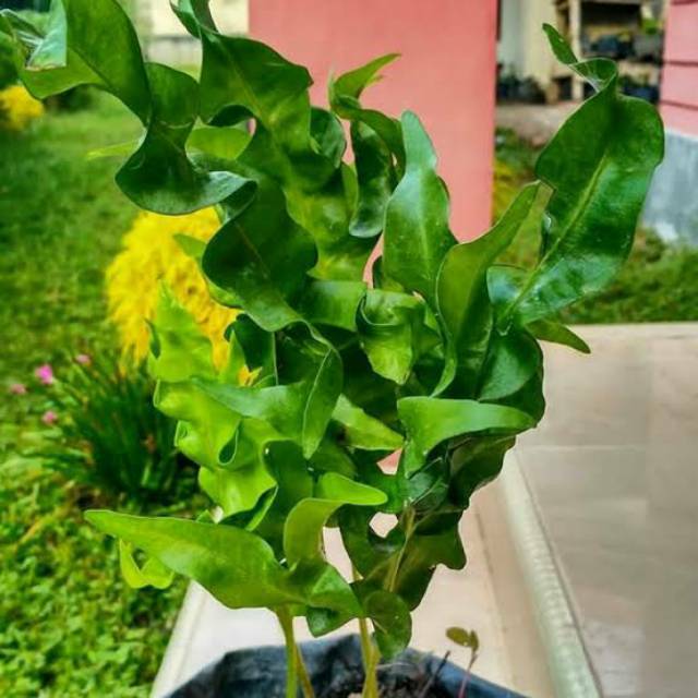 Tanaman hias bunga pakis kadaka lidah api polypodium Twister fern green wave