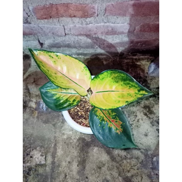 aglonema Sultan brunai