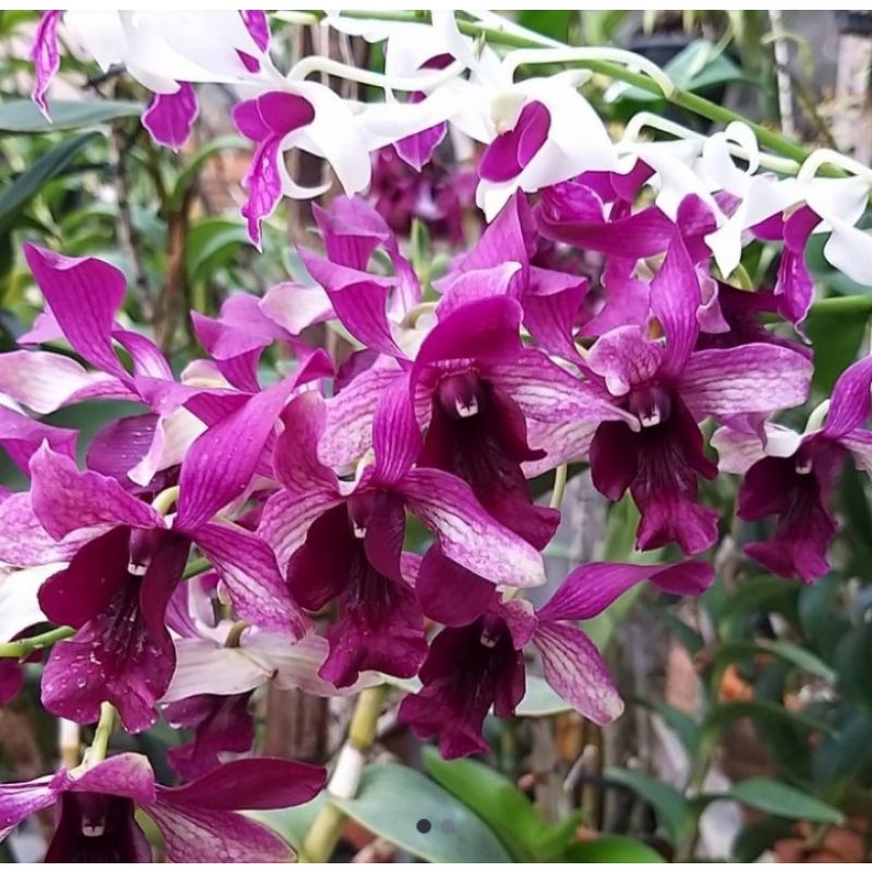 dendrobium inaraya red dewasa besar