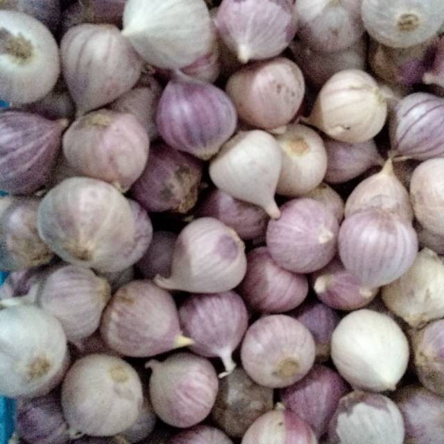 

Bawang Putih Tunggal/Lanang (Sedang) 1kg - 03