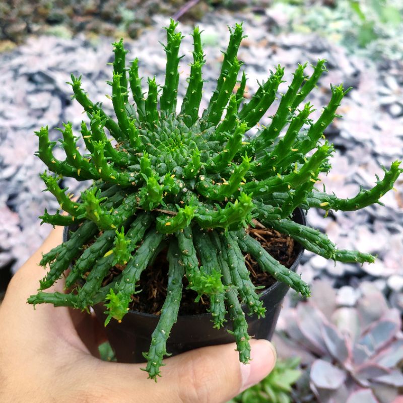 Succulent / Sukulen / Sekulen / Kaktus Euphorbia flanaganii medusa hair caput medusa