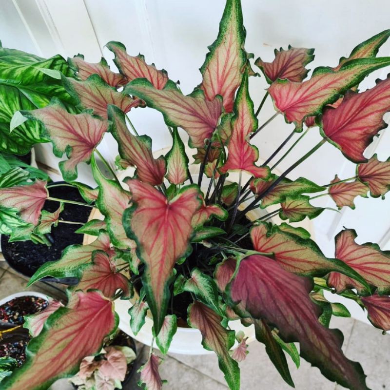 Keladi Keris atau Caladium Keris
