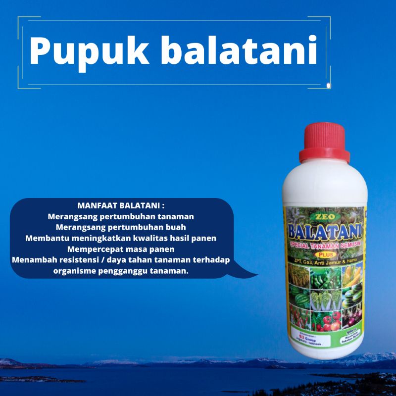 Balatani Pupuk Zpt Jamur Tiram, Balatani Pupuk Zpt Untuk Jagung