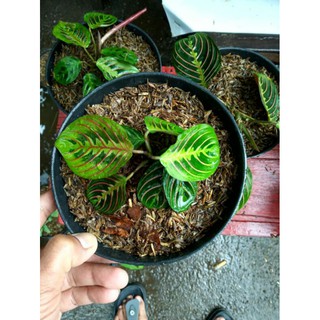 Calatea Maranta Kepiting Pot Calathea Marantha Calatea Maranta Kepiting Pot Calathea Marantha