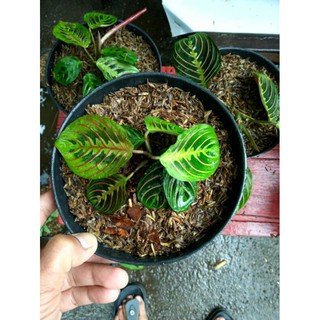 Calatea Maranta Kepiting  Pot Calathea  Marantha 