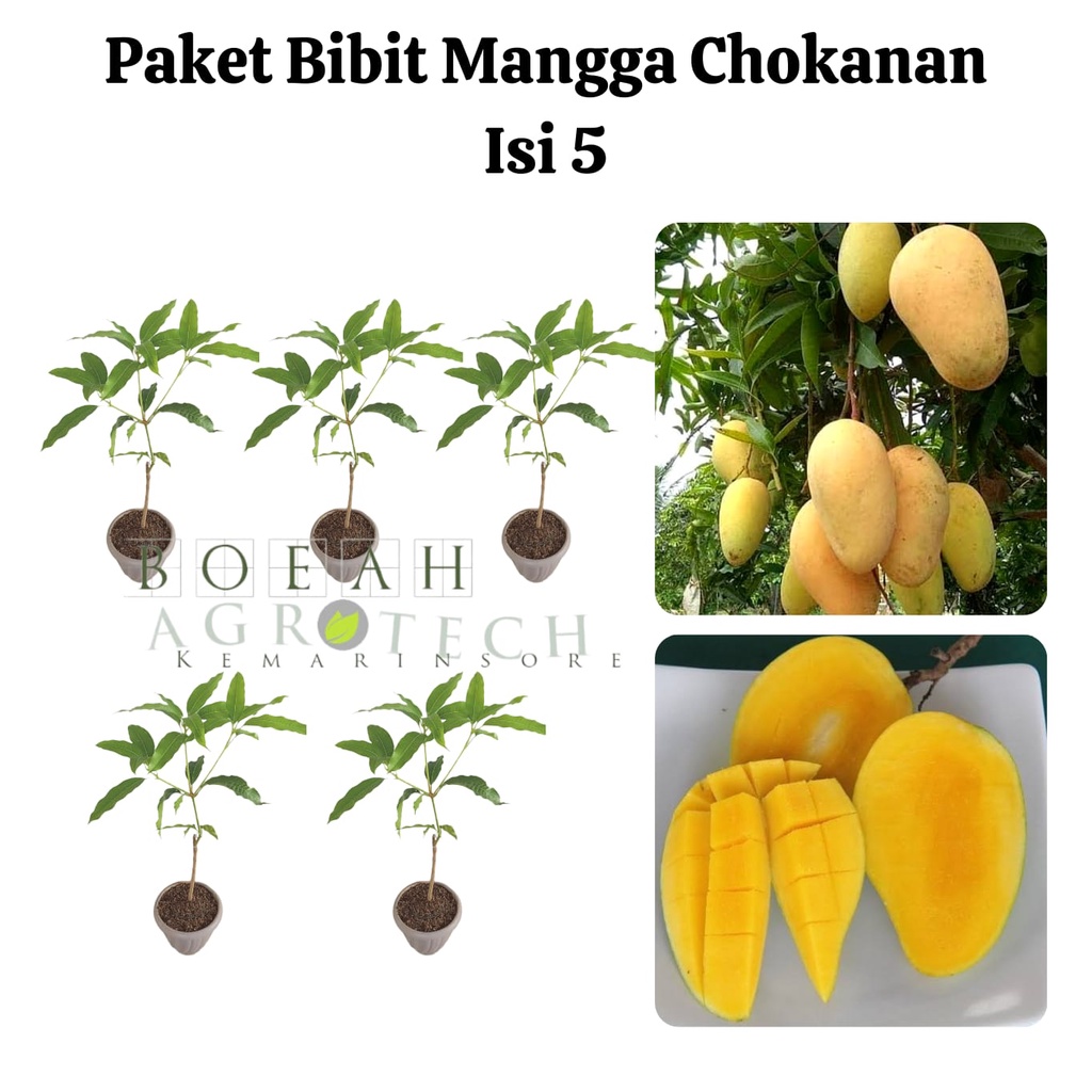 Paket Hemat Bibit Mangga Chokanan Okulasi Isi 5 Bonus Bibit Strawberry+Polibag