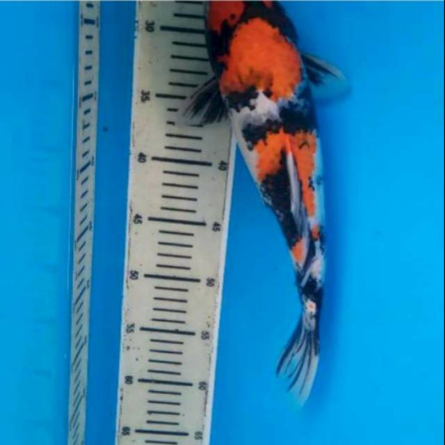 Ikan Koi Showa prospek 35 cm