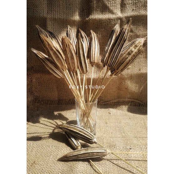 OKRA KERING DENGAN BATANG / BUAH OKRA / PELENGKAP DEKORASI DAN BUKET BUNGA