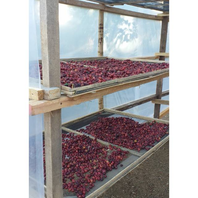 

Bean kopi lombok