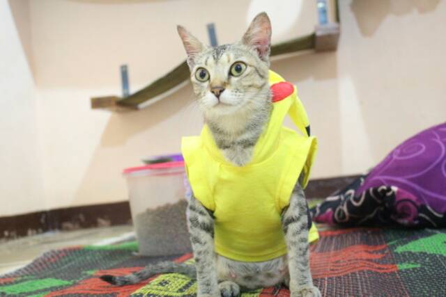 Kostum pikachu untuk kucing / kostum lomba murah meriah size S M L XL