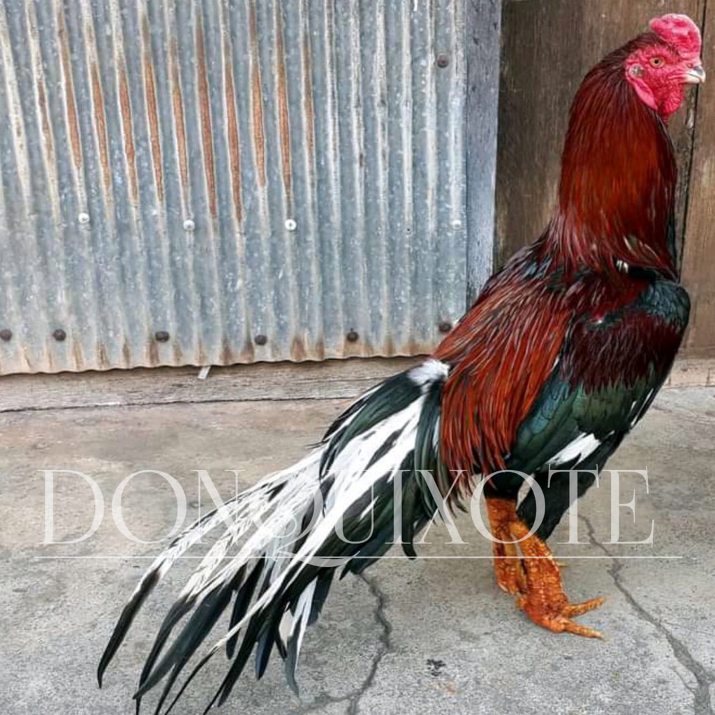 ayam pakhoy ori full brakot brutal telur asli ekor lidi donquixote