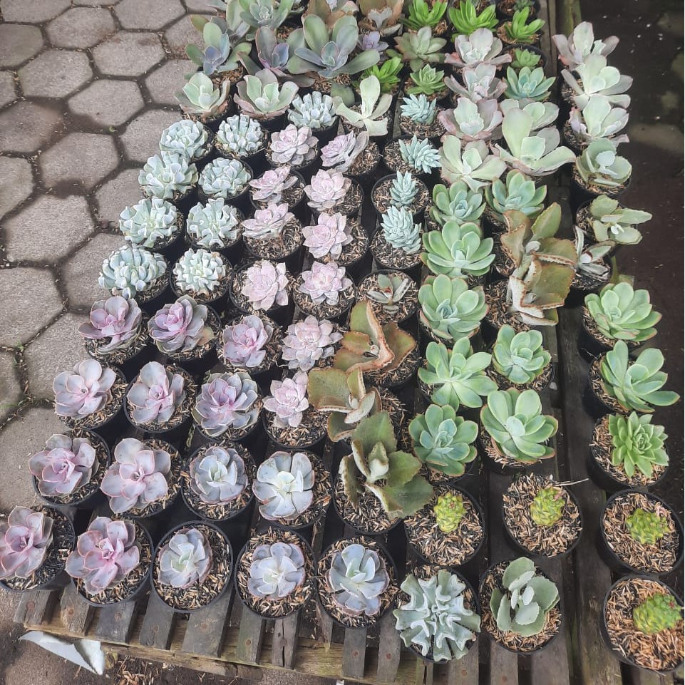 Paket Sukulen Murah 25 Pcs + BONUS ❗BISA COD❗tanaman hias hidup sukulen