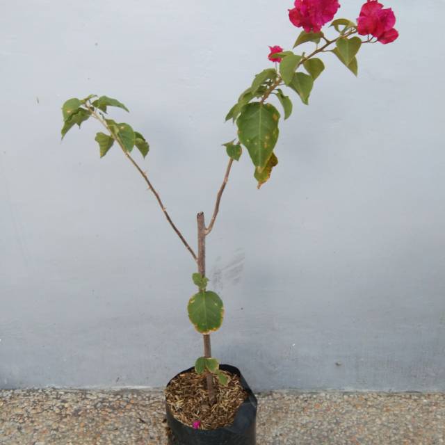 Tanaman Bunga Bugenvil Merah Fanta