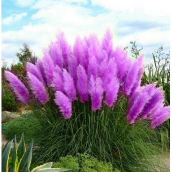 Biji Benih Ilalang Cortaderia Purple Pampas Grass