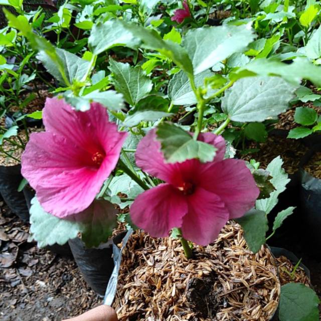 Tanaman Rosela, bibit tanaman bunga rosela