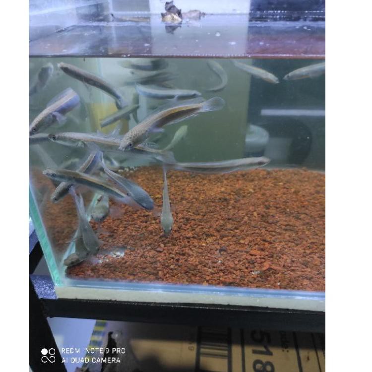 Apapun Channa Maru Yellow Sentarum YS 8 - 10 cm..L4gi.viral