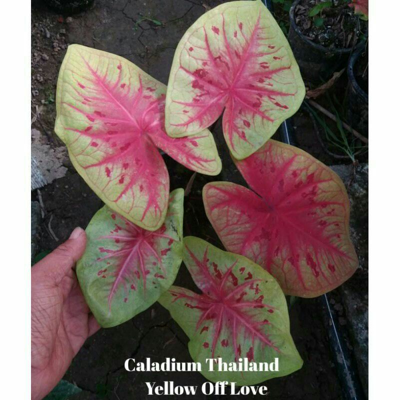 tanaman hias umbi caladium yellow of love keladi hias