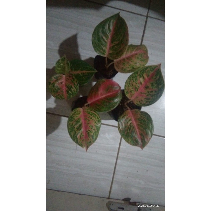 bibit aglonema wulandari