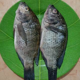 

ikan mas 500 gr