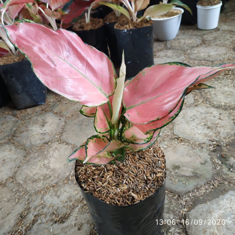 TANAMAN HIAS AGLAONEMA PINK CATHRINA || AGLAONEMA PINK KATRINA