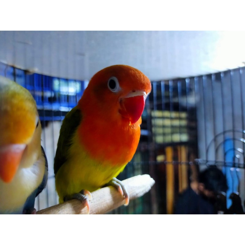 Sepasang Lovebird Biola Vio x Biola Euwing Gold