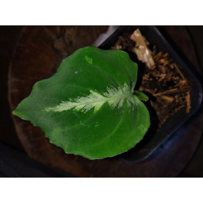 aglonema pictum tricolor variegated