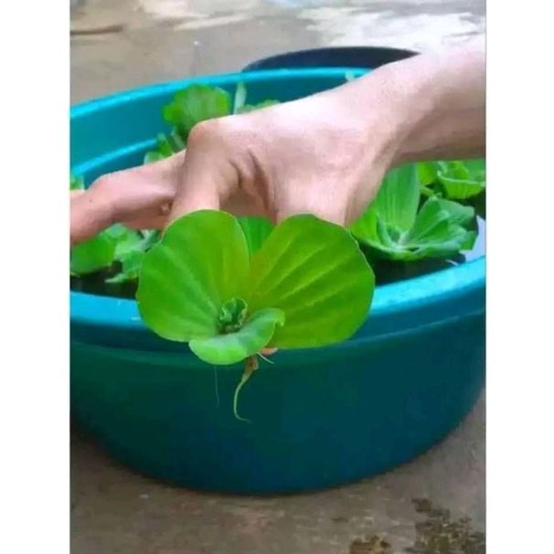 tanaman apu apu/aquascape aquarium apung apung/tanaman air penghias kolam