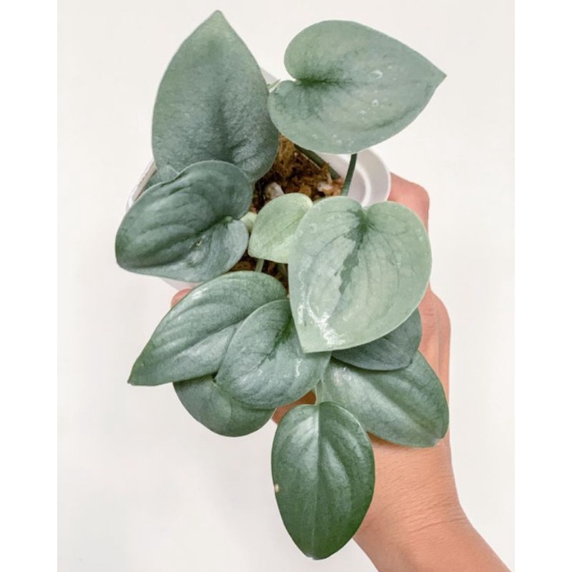 tanaman hias - tanaman scindapsus silver hero - scindapsus silver hero platinum