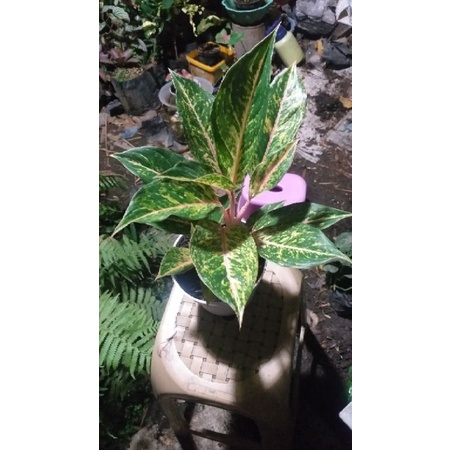 #Aglonema gatot kaca rumpun 2