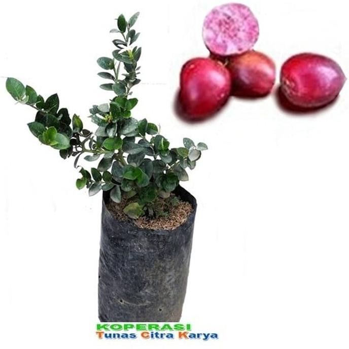 Bibit Tanaman Talas Satoimo Jepang lock