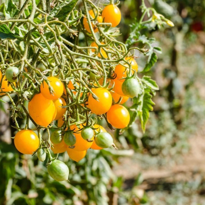 Benih-Bibit Tomat Cherry Gold Nugget (Haira Seed)