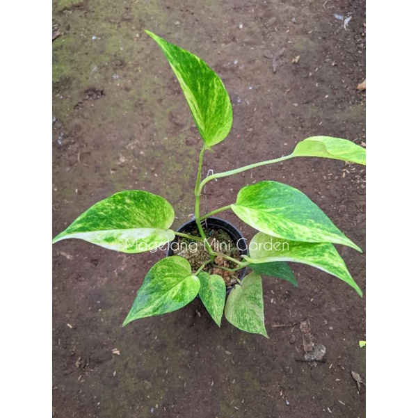 Epipremnum Variegata Lemon Mint