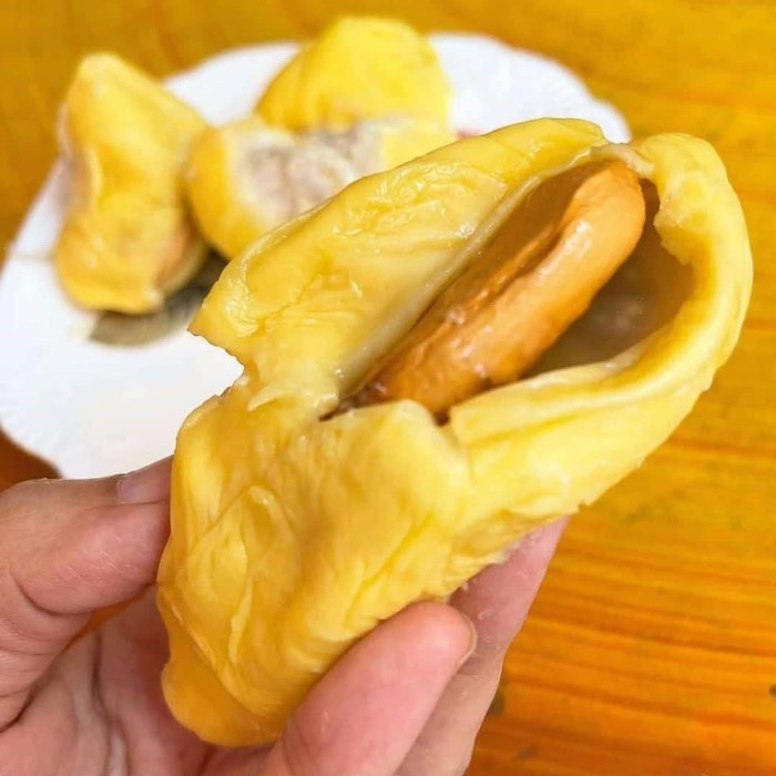 Bibit Tanaman Buah DURIAN MUSANG KING Premium