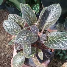 Episcia coklat Acajou /coklat Ancajou - BAKUL KEMBANG