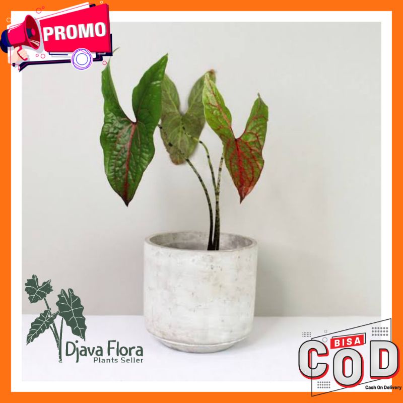 Alocasia Cyrtosperma Johnstonii / Alocasia Black Jack