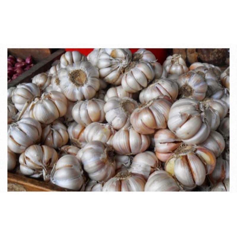 

bawang putih