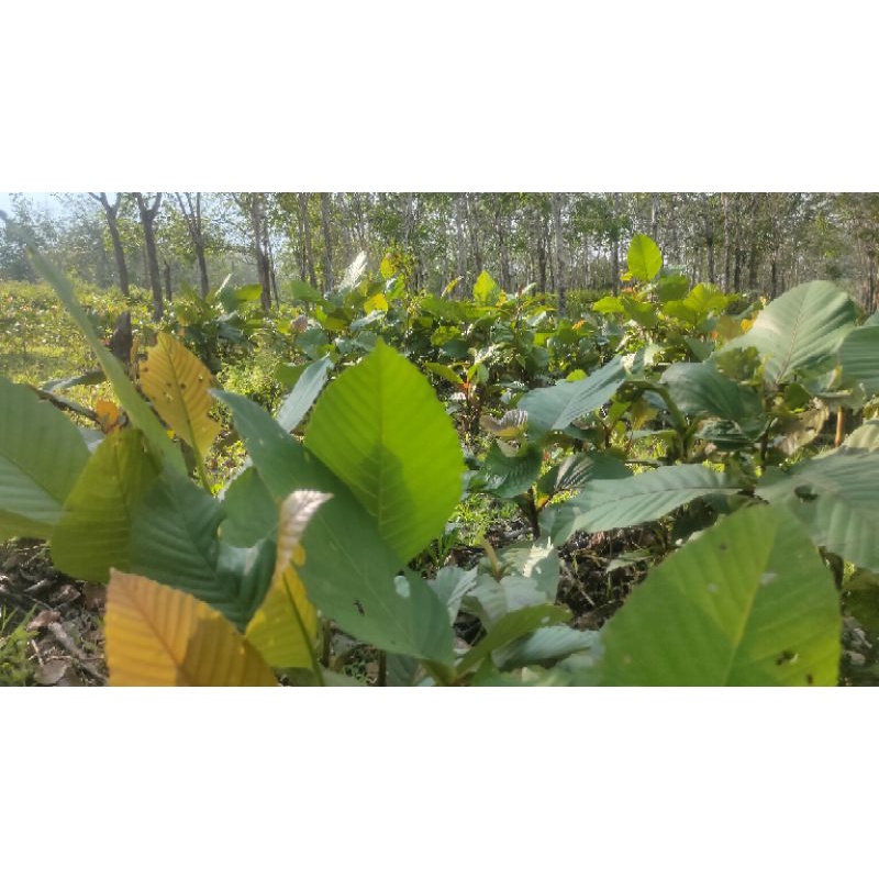 

Daun Simpur Kalimantan