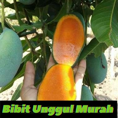 Bibit Mangga gadung