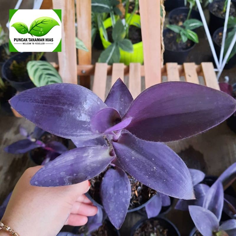 Tanaman hias Adam Hawa Ungu - Adam hawa ungu