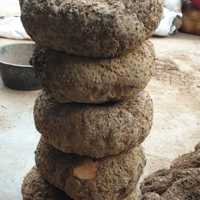 jowo_tani_porang0815