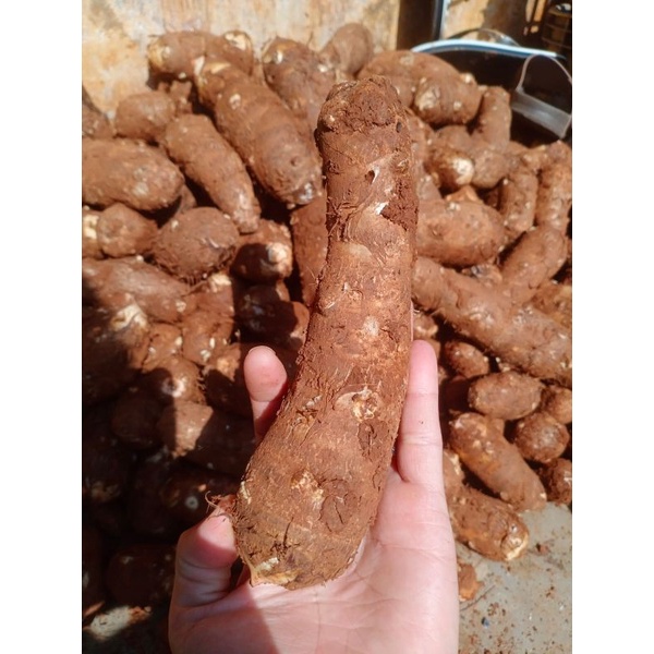 

Talas Belitung / Kimpul Makanan menurunkan Diabetes