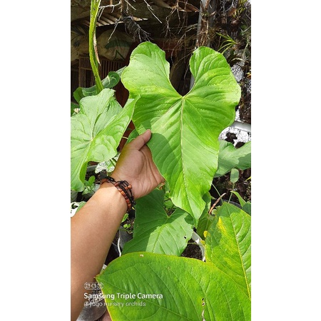 Paket Murah 1 anturiuam Balaoanum indukan besar 2 anturiuam Balaoanum remaja dan 1 anthurium polydac