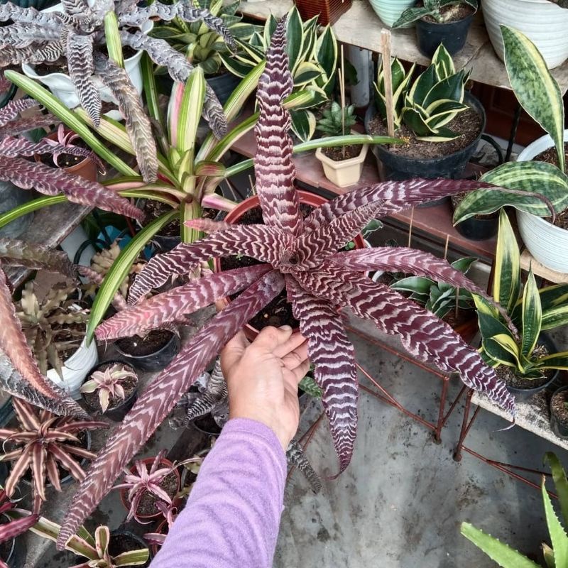 TANAMAN HIAS SANSIVERA TOKEK MERAH