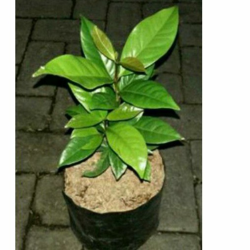 Bibit daun salam Pohon daun salam Tanaman daun salam