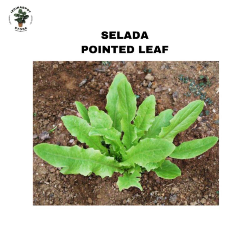 benih bibit SELADA WANGI SIOMAK known you seed - KYS POINTED LEAF