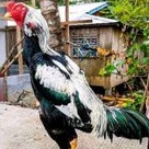 TELUR AYAM SHAMO JEPANG / AYAM ADUAN JEPANG SUPER BESAR