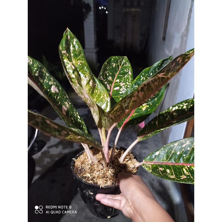 tanaman hias bunga hidup aglonema dona carmen murah