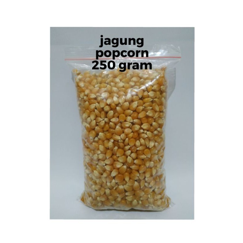 

Jagung popcorn